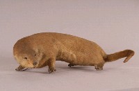 水獺藏品圖，第5張